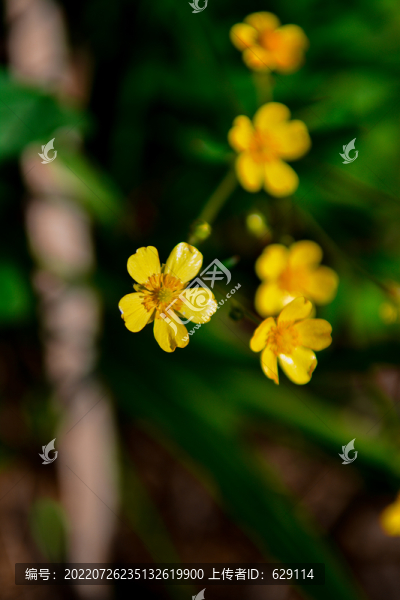 小黃花