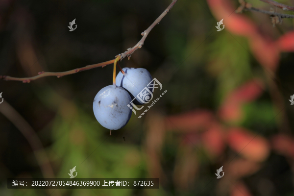 野生藍莓