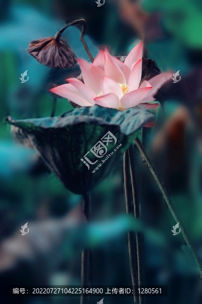 荷花