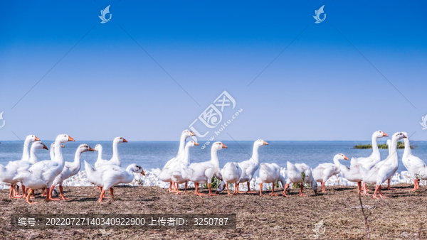 鵝