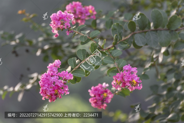 紫薇花開