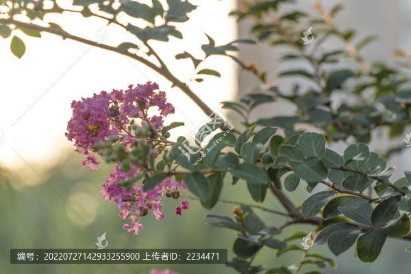 紫薇花開