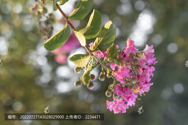 紫薇花開