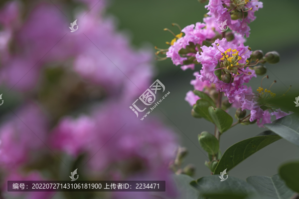 紫薇花開