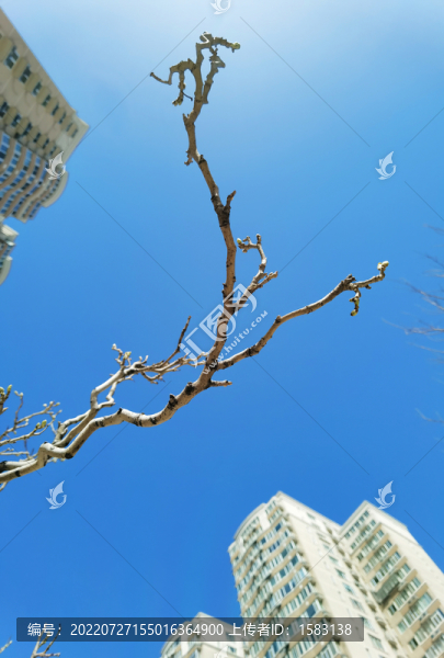 樹枝