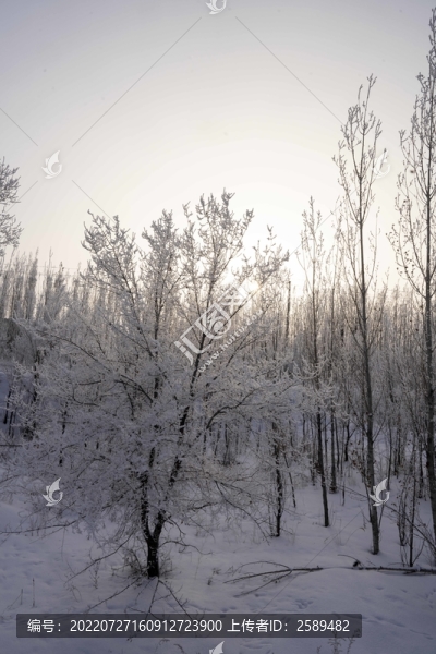 雪景