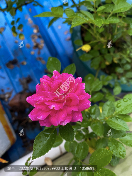 月季花