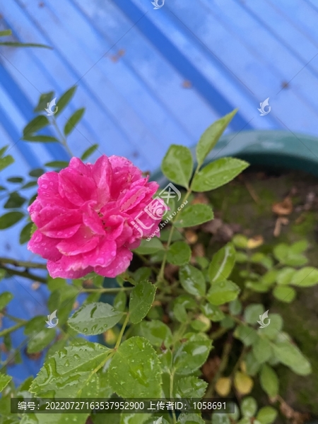 月季花盆栽