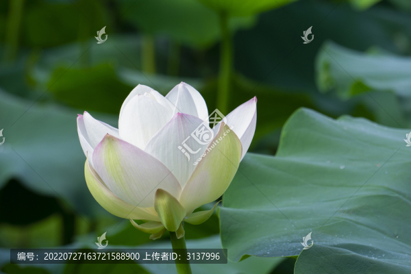 夏季荷塘里的荷花