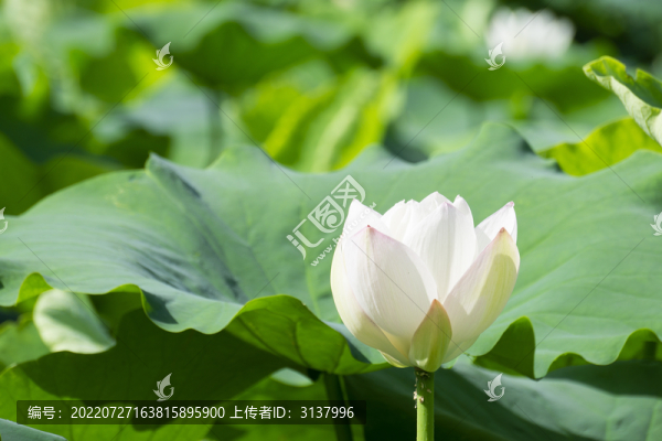 夏季荷塘里的荷花