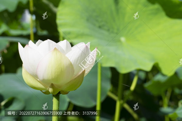 夏季荷塘里的荷花