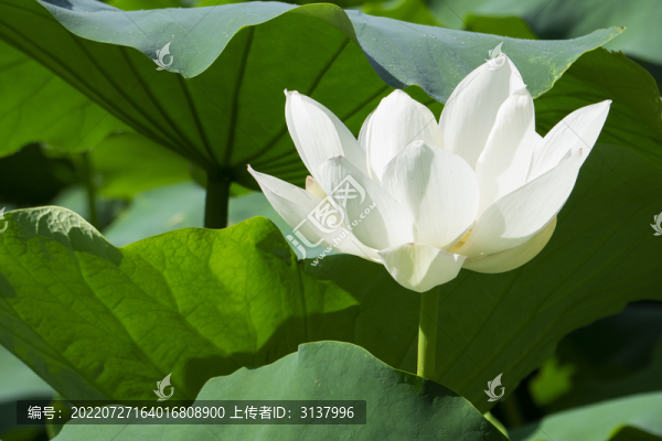 夏季荷塘里的荷花