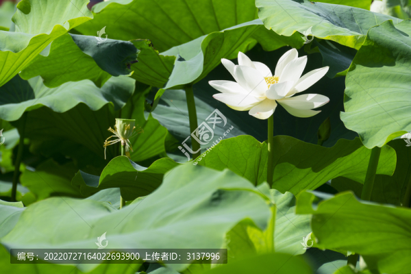 夏季荷塘里的荷花