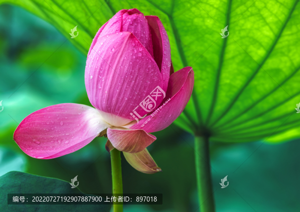 荷花