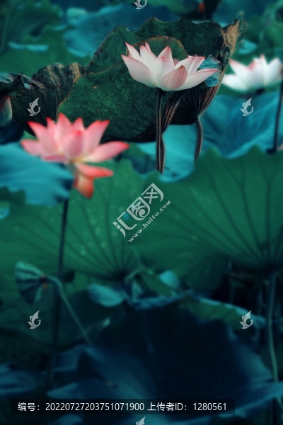 荷花