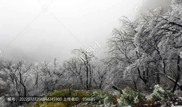 霧松