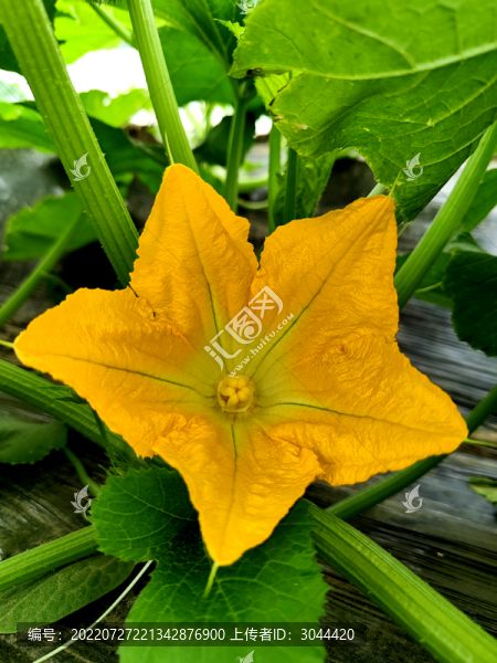 南瓜開花