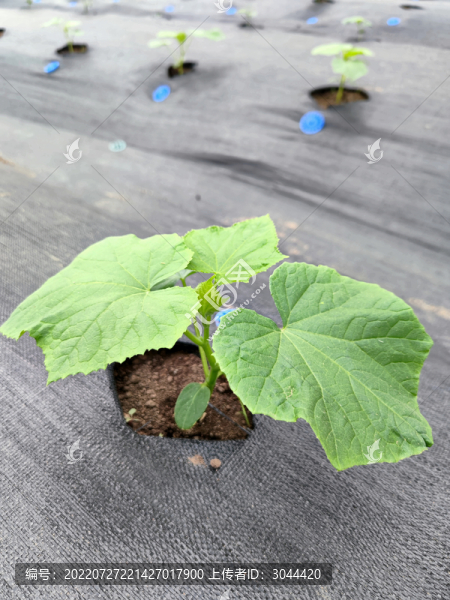 大棚甜瓜栽培