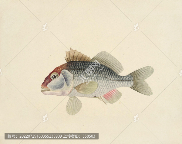 凹頭鯉魚海洋生物素材