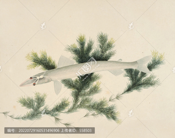 白飯魚海洋生物素材