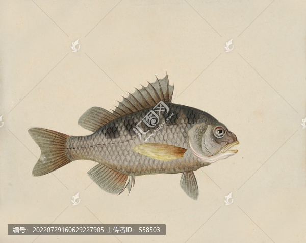 白鱸魚海洋生物素材