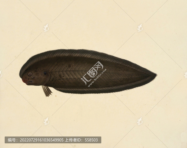 比目魚海洋生物素材