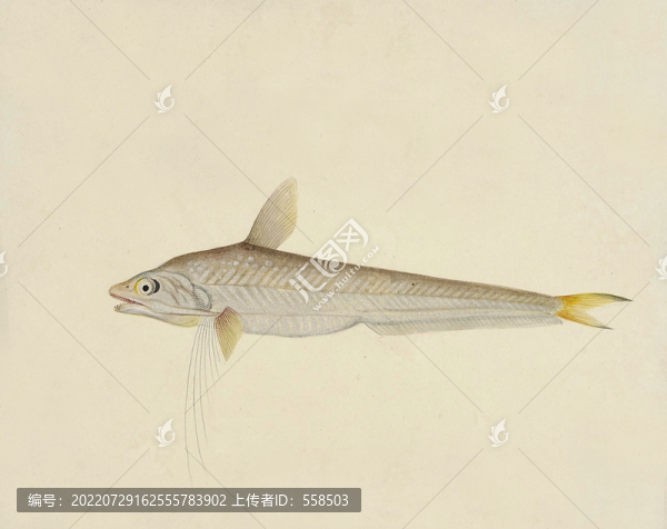 鳳尾魚海洋生物素材