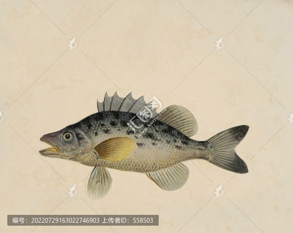 桂魚海洋生物素材