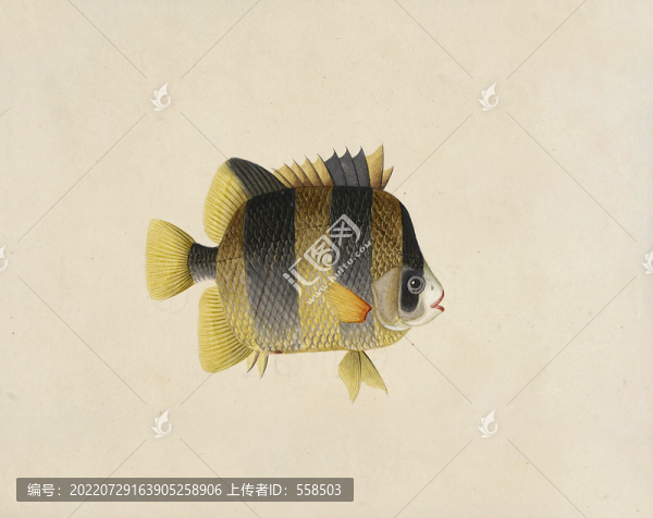 荷包魚海洋生物素材