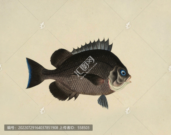 黑鯧魚海洋生物素材