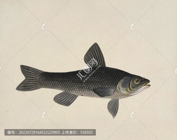 黑皖魚海洋生物素材