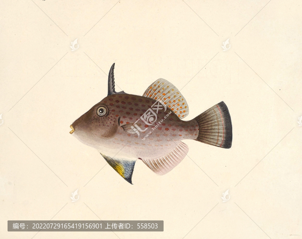 花剝皮魚海洋生物素材