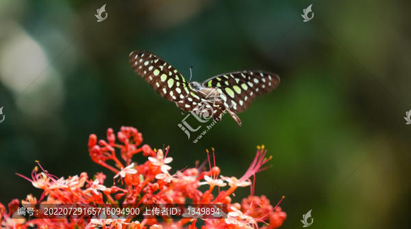 花蝴蝶
