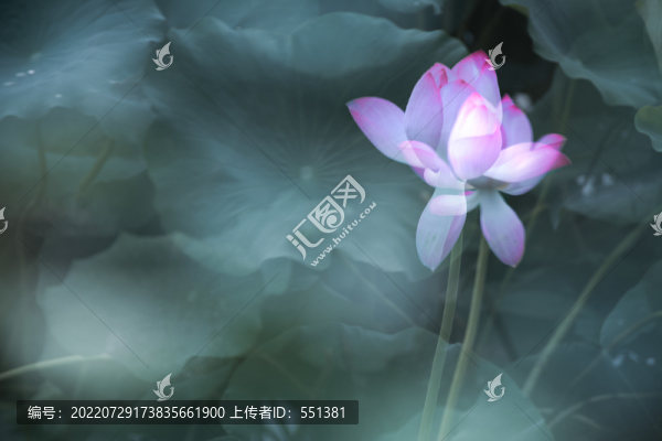 一枝荷花