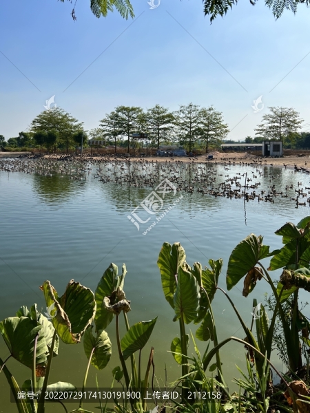 養(yǎng)鵝場