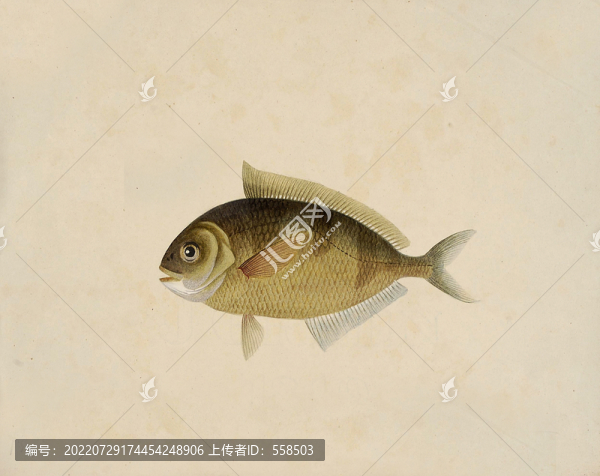 乳黃魚海洋生物素材