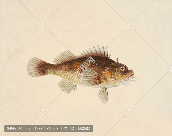 石獅子魚海洋生物素材