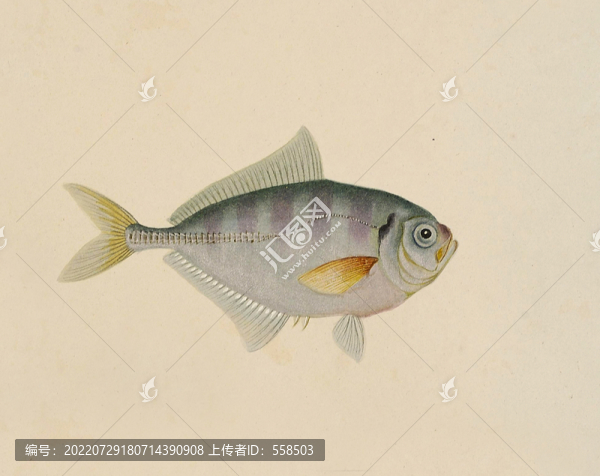 葉子魚海洋生物素材
