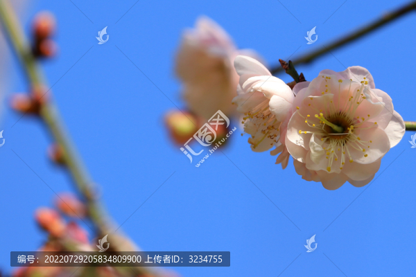 梅花