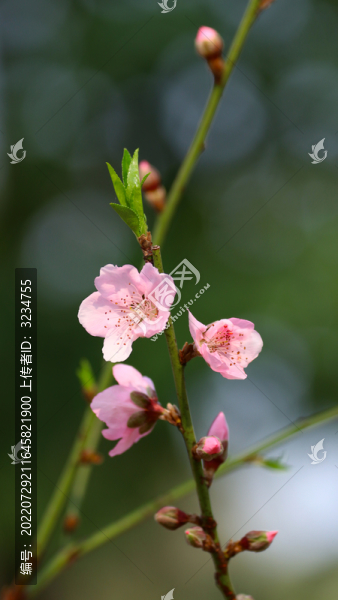 桃花