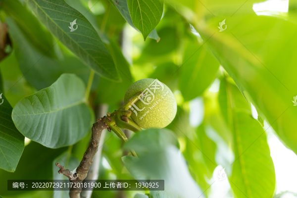 核桃樹果實(shí)