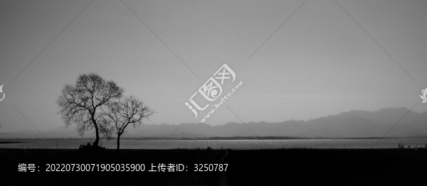 樹與背景