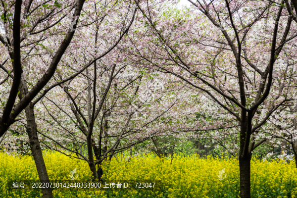 武漢東湖櫻花園