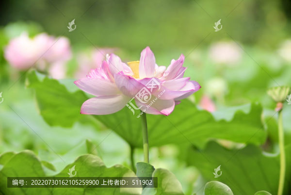 荷花