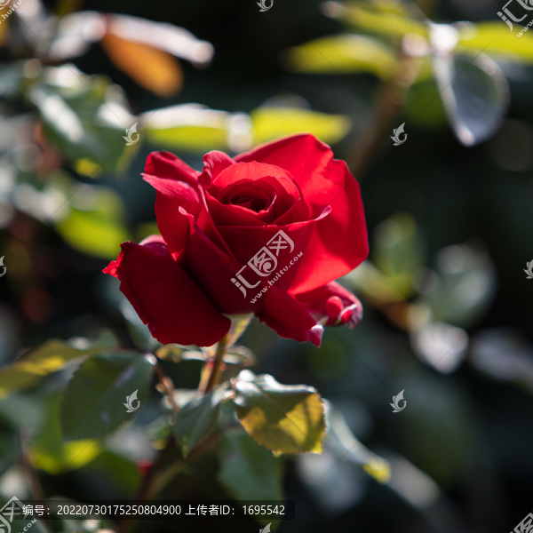 月季花
