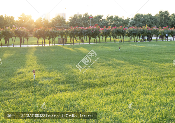 陽光草坪