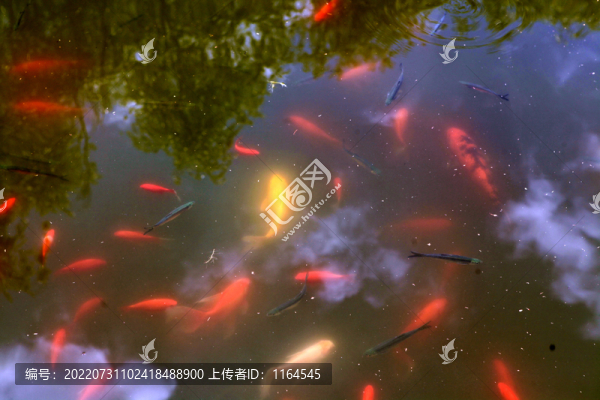 錦鯉魚池