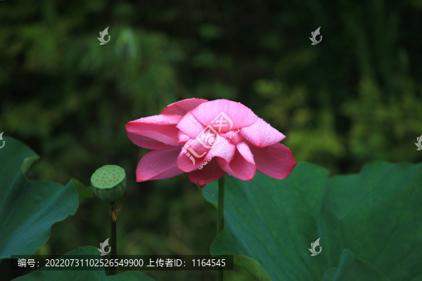 荷花