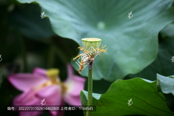 荷花