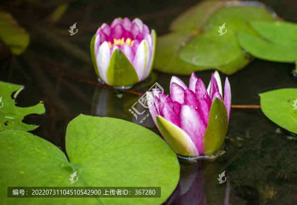 含苞待放的水中蓮花